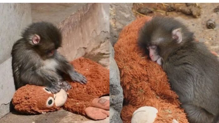 Descubre la conmovedora historia de Punch, el pequeño macaco japonés que ha enamorado a internet.