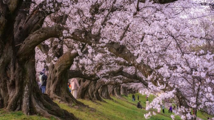 El famoso festival de cerezos en Fujiyoshida se suspende tras comportamientos inadecuados de visitantes y problemas de limpieza.