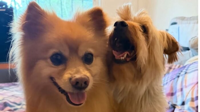 Descubre cómo el Día Mundial de Amar a Tu Mascota promueve un cuidado responsable para nuestros amigos peludos.