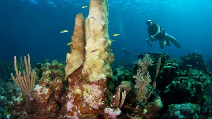 Las autoridades activan un operativo urgente para localizar a una influencer desaparecida mientras buceaba en el mar.